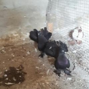 göyərçin stat satılır