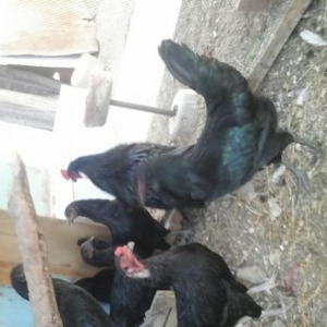 Sumatra ,yokohama fereleri