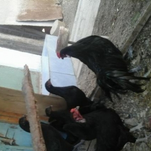 Sumatra ,yokohama fereleri