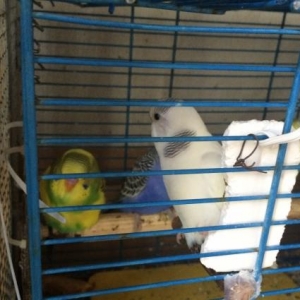 Qefesler..papuqaylar