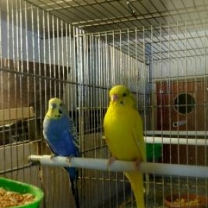 qefesler..papuqaylar..vitaminler