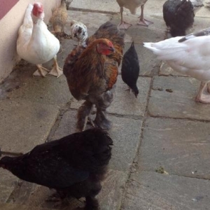 Brama Toyuqlari_muxtelif qiymetlerde