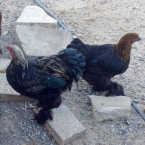 Brama Toyuqlari_muxtelif qiymetlerde