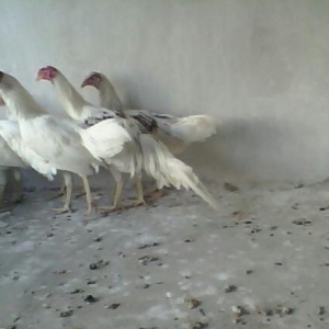 Sumatra ,yokohama fereleri