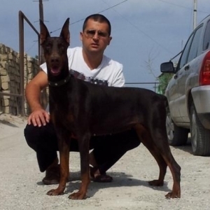 Doberman bala satilir