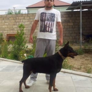 Doberman bala satilir