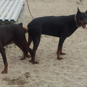 Doberman bala satilir