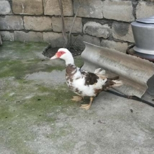 Lal ördək satıram. Qeyri adi rəngi var. Tək t