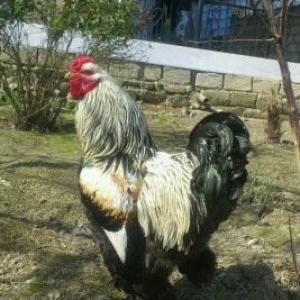 brama xoruzu.xahis edirem bekara narahat etmeyin.t