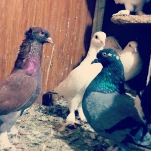 Tecili satilir.bu lelekli pavlinle bidenede qara e