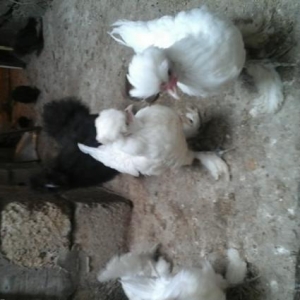 Sultan argenal cucesi 1heftelik