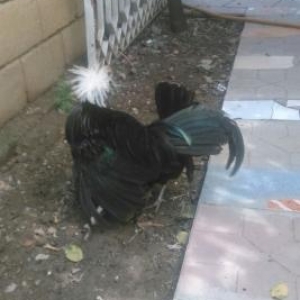 xoruzun bir  gozu kordur.