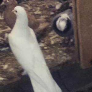 satilir 18 tuk erkeydi