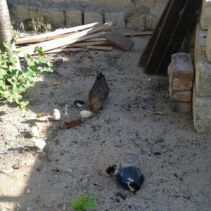 yaponkalar 1ci wekilde qirmizi xoruzdar ve fereleri