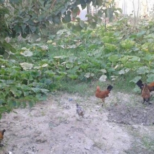 yaponkalar 1ci wekilde qirmizi xoruzdar ve fereleri