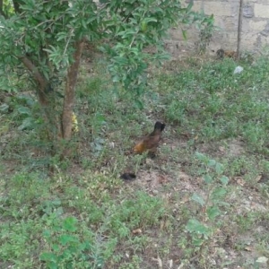 yaponkalar 1ci wekilde qirmizi xoruzdar ve fereleri