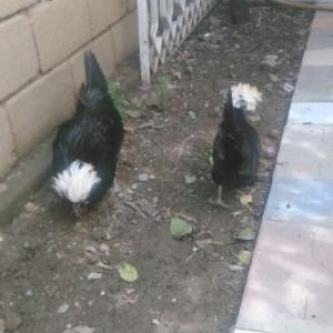 xoruzun bir  gozu kordur.