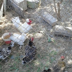 yaponkalar 1ci wekilde qirmizi xoruzdar ve fereleri