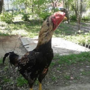 Eyrı pıpıklerdendır