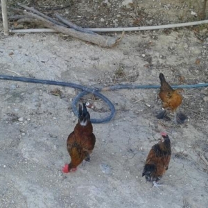 yaponkalar 1ci wekilde qirmizi xoruzdar ve fereleri