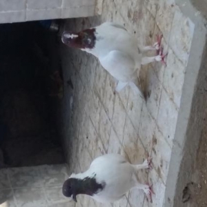 Göyərcin satılır tergizmə