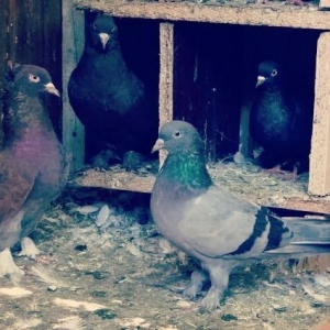 cut satilir.goy mayayla-arxadaki lelekli qara cut.du.