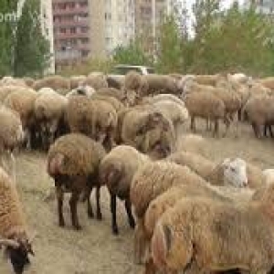 Qurbanliq quzular