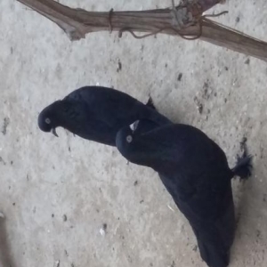 Göyərcin satılır tergizmə