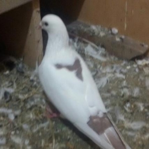 satilir qizgin erkeydi yari drakon