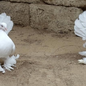 kekilli leleyli pavlinler satilir.