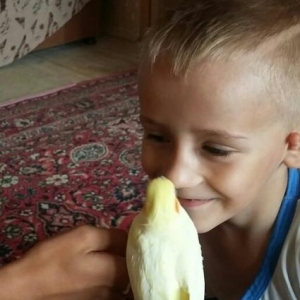 Попугай корелла ручной дресированный самец.Клетка в подарок.