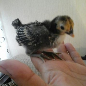 təmiz qan siburay cücələri