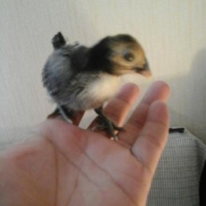 təmiz qan siburay cücələri