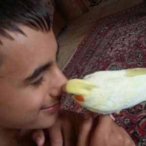 Попугай корелла ручной дресированный самец.Клетка в подарок.