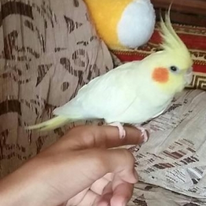 Попугай корелла ручной дресированный самец.Клетка в подарок.