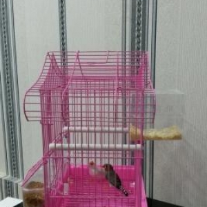 Amadin quslari satilir.Cutduler.Qefes ve yuva qari