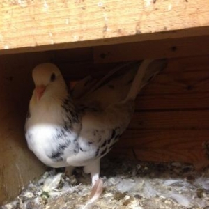 ebersh disi bakiya getire bilerem