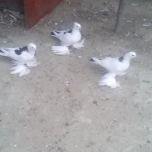 iksi mayadir biri erkey,