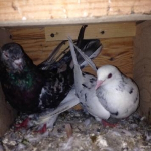 Cut ebreshler bakiya getire bilerem