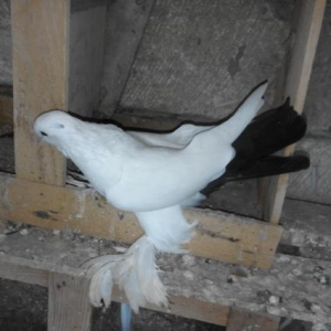 Deste qaraquyruq maya