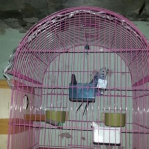 mehebbet quwlari her wey daxil tam saglam quwlardi erkek spre