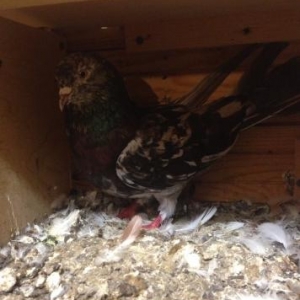 Cut ebreshler bakiya getire bilerem