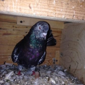 Cut ebreshler bakiya getire bilerem