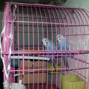 mehebbet quwlari her wey daxil tam saglam quwlardi erkek spre