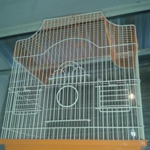 Satisda cut qefesle Papuqaylar var..hazir cutler q