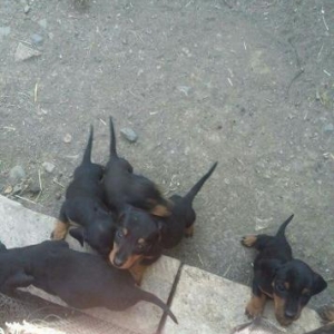 Taksa 47 gunlukduler cox wirindiler