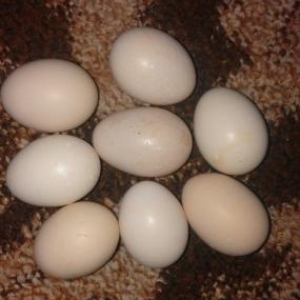 təmiz tam mayalı daş pipiy heyratı yumurtası 