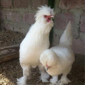 Curbecur dekorativ quwlarin satiwiSultan,rahibe,su