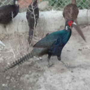 rumin qırqovulun xoruzu dəyişirəm rumin və qa