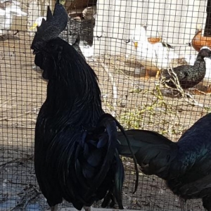 Ayem cemani